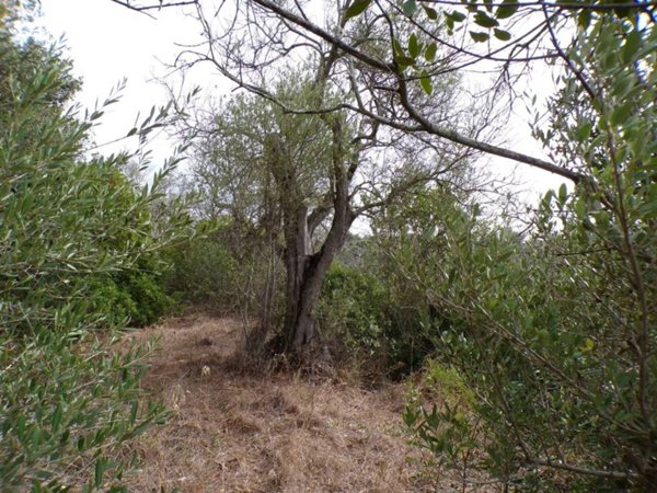 terreno agricolo in vendita a Sassari in zona Monte Rosello