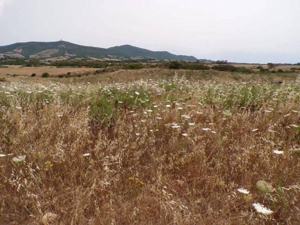terreno agricolo in vendita a Sassari in zona La Corte