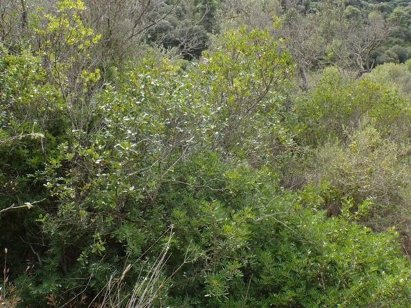 terreno agricolo in vendita a Sassari in zona Monte Rosello