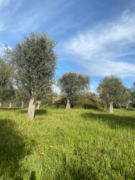 terreno agricolo in vendita a Sassari in zona Li Punti