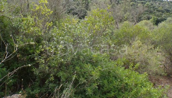 terreno agricolo in vendita a Sassari in zona Baldedda