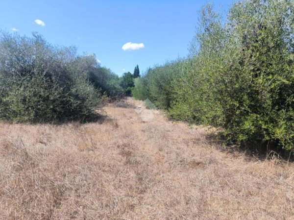 terreno agricolo in vendita a Sassari in zona La Landrigga