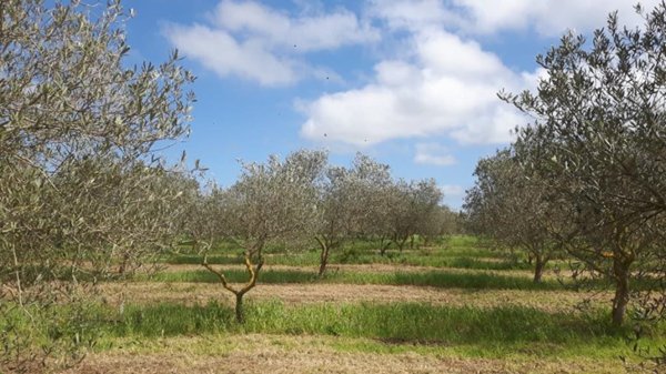 casa indipendente in vendita a Sassari in zona Campanedda
