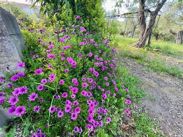casa indipendente in vendita a Sassari in zona Latte Dolce