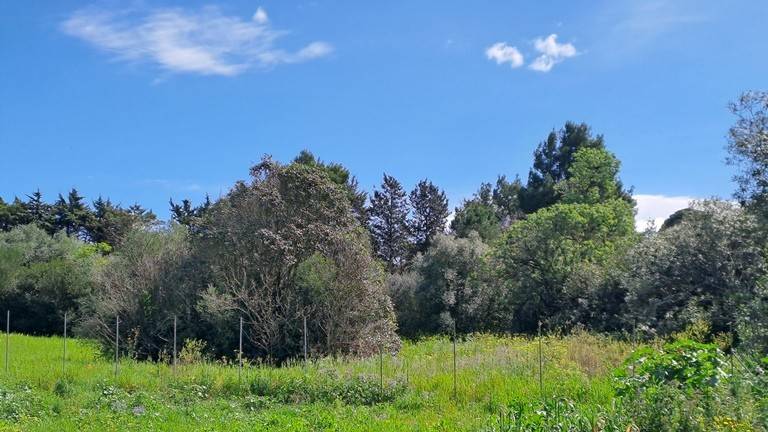 terreno agricolo in vendita a Sassari in zona San Giovanni