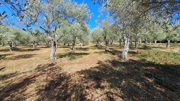 terreno agricolo in vendita a Sassari in zona La Landrigga