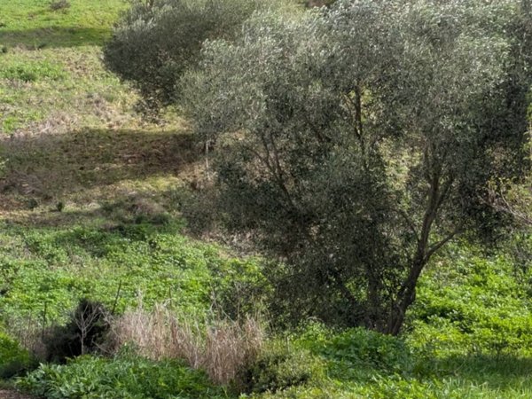 terreno agricolo in vendita a Sassari in zona La Landrigga