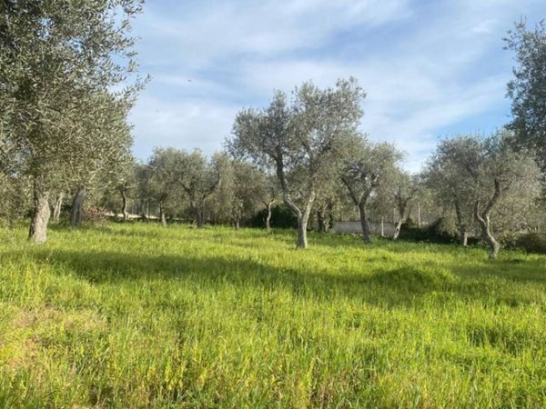 terreno agricolo in vendita a Sassari in zona Sant'Orsola / Zuari