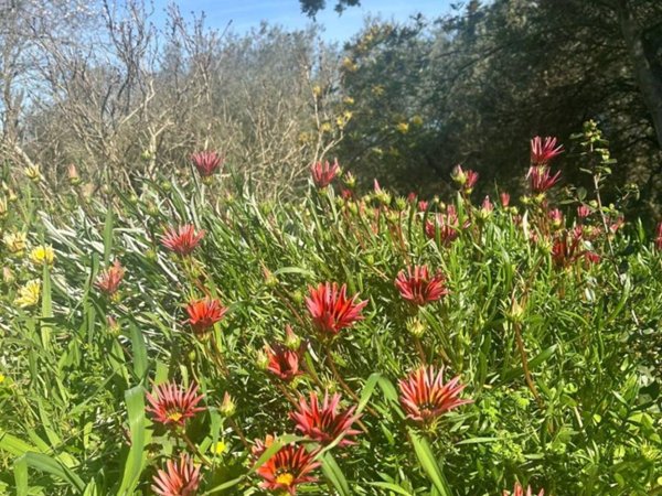 casa indipendente in vendita a Sassari in zona Li Punti