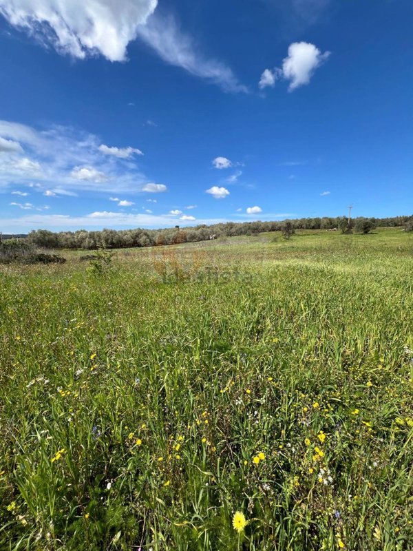 terreno agricolo in vendita a Sassari in zona Caniga