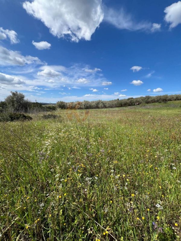 terreno agricolo in vendita a Sassari in zona Caniga
