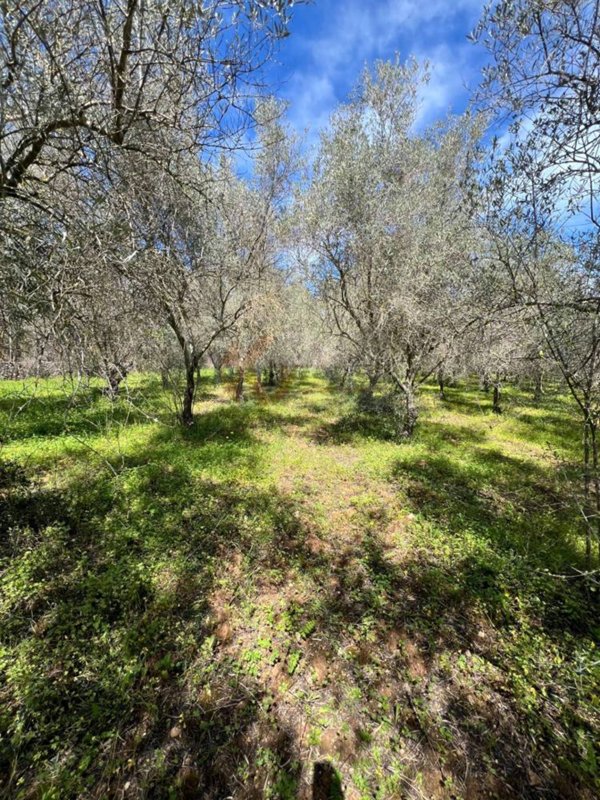 terreno agricolo in vendita a Sassari in zona Caniga