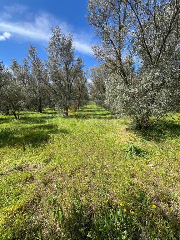 terreno agricolo in vendita a Sassari in zona Caniga