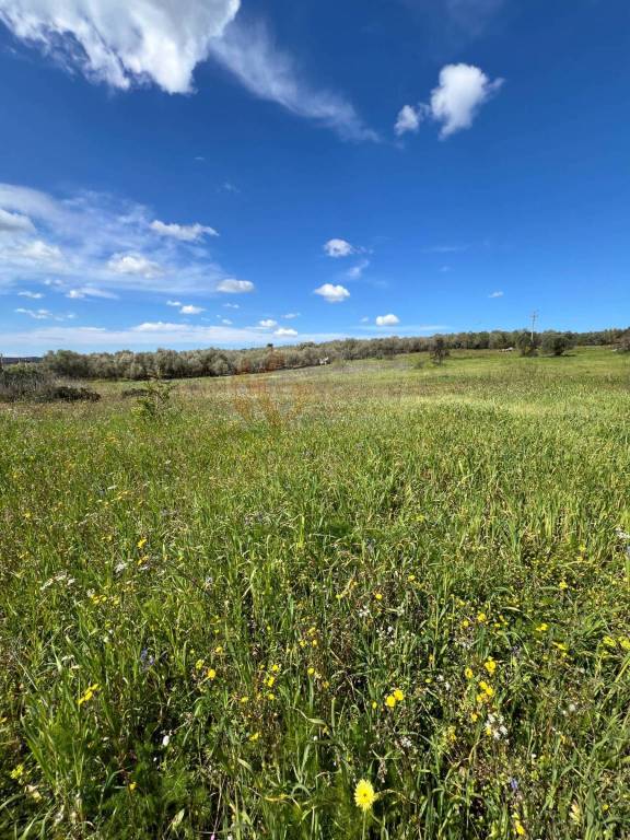 terreno agricolo in vendita a Sassari in zona Caniga
