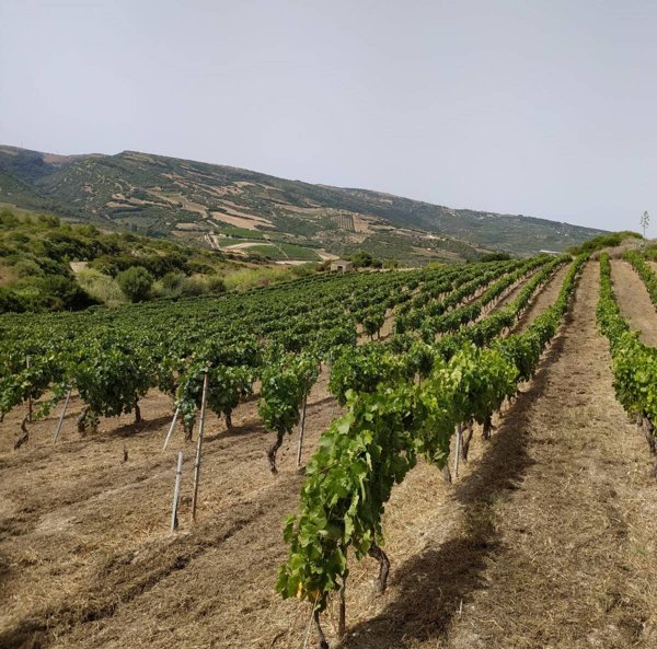 terreno agricolo in vendita a Sennori