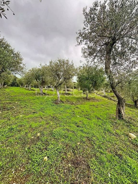 terreno agricolo in vendita a Sennori
