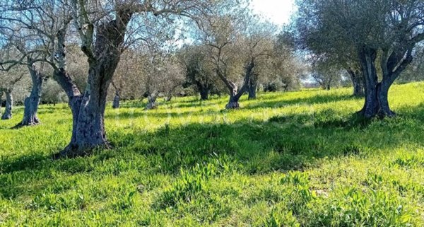 terreno agricolo in vendita a Sorso