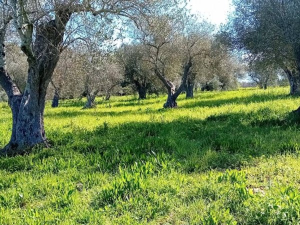 terreno agricolo in vendita a Sorso