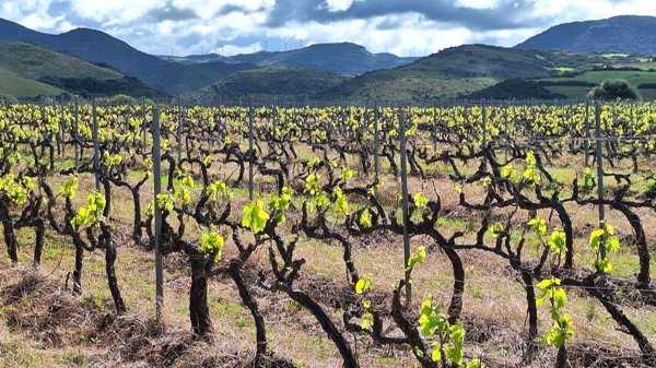 appartamento in vendita a Sorso