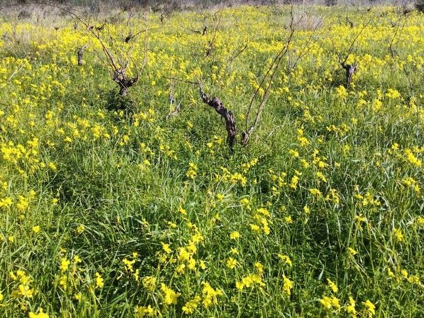 terreno agricolo in vendita a Sorso