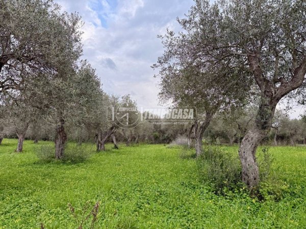 terreno agricolo in vendita a Sorso