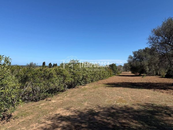 terreno agricolo in vendita a Sorso