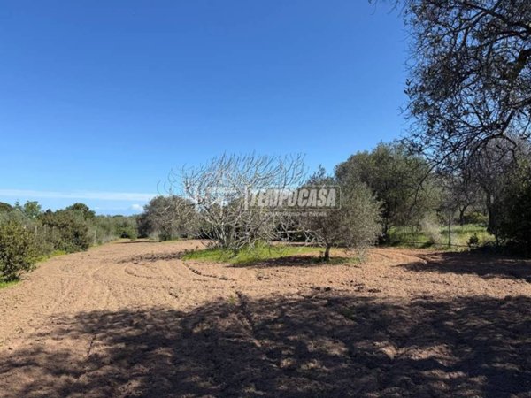 terreno agricolo in vendita a Sorso