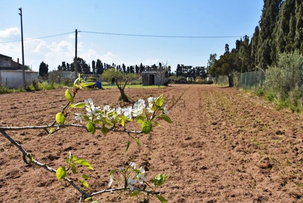 terreno agricolo in vendita a Sorso