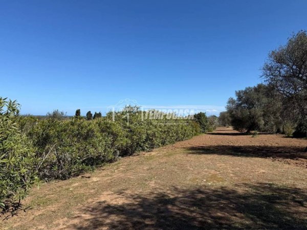 terreno agricolo in vendita a Sorso