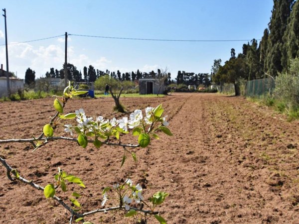 terreno agricolo in vendita a Sorso