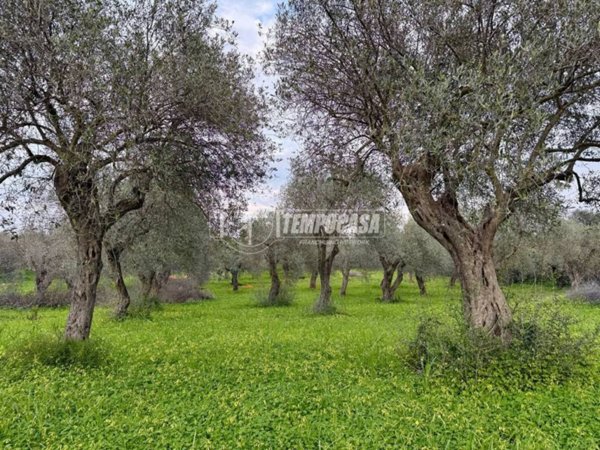 terreno agricolo in vendita a Sorso