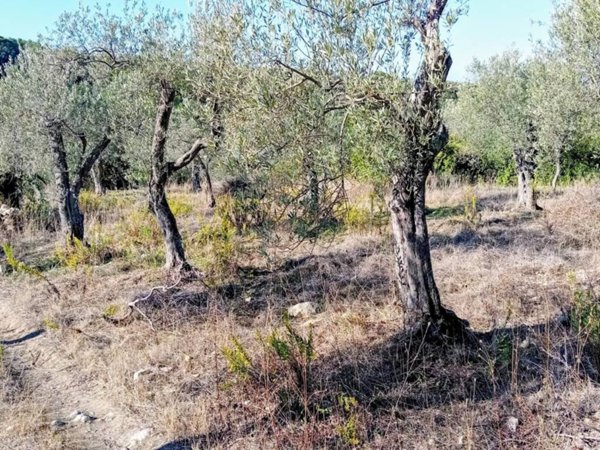 terreno agricolo in vendita a Sorso