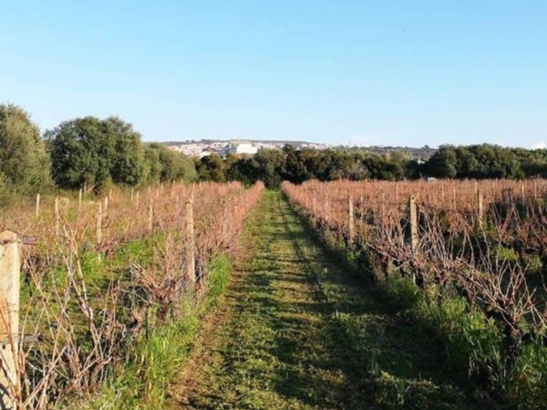 terreno agricolo in vendita a Sorso