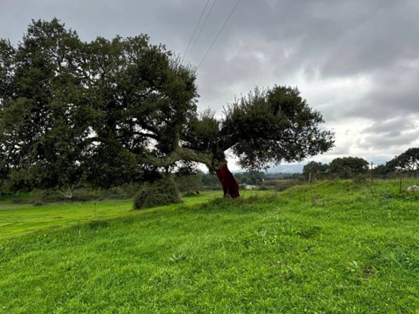 terreno agricolo in vendita a Tempio Pausania