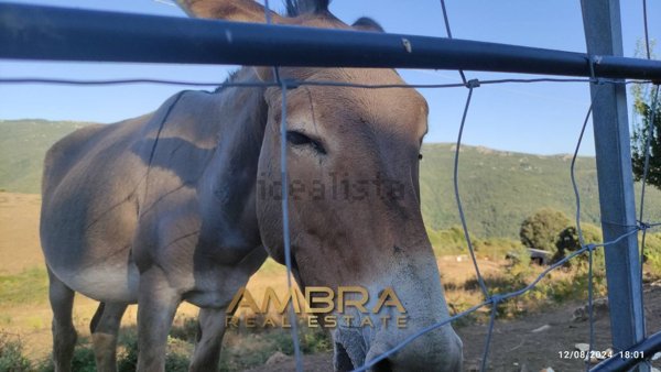 appartamento in vendita a Tempio Pausania