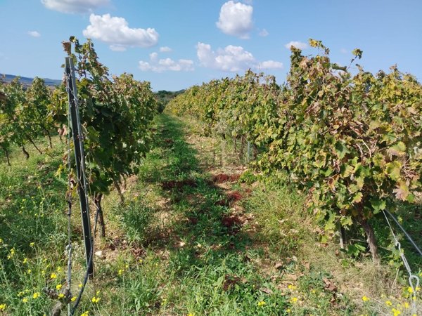 azienda agricola in vendita ad Usini