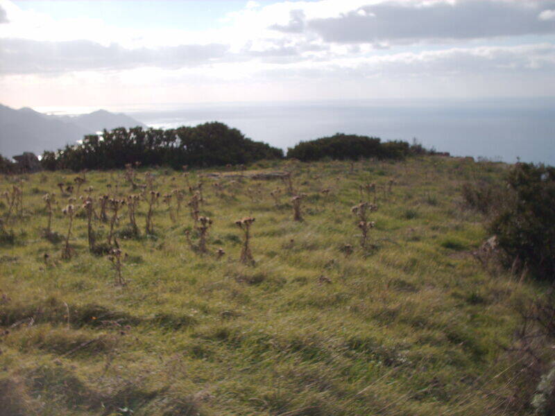 terreno agricolo in vendita a Villanova Monteleone