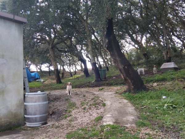 terreno agricolo in vendita a Villanova Monteleone
