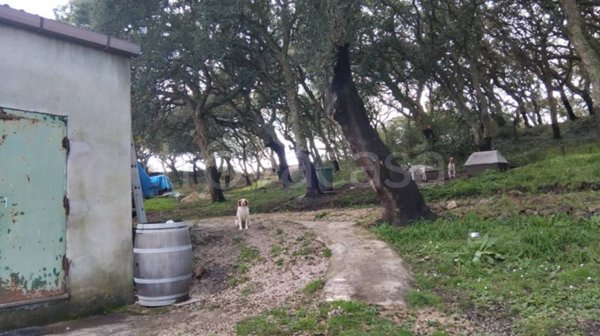 casale in vendita a Villanova Monteleone