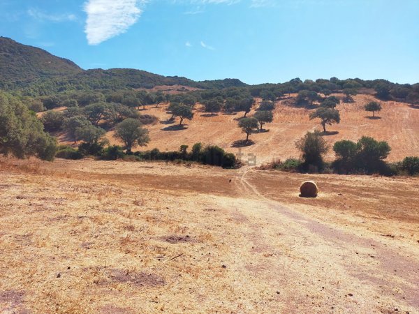 terreno agricolo in vendita a Villanova Monteleone