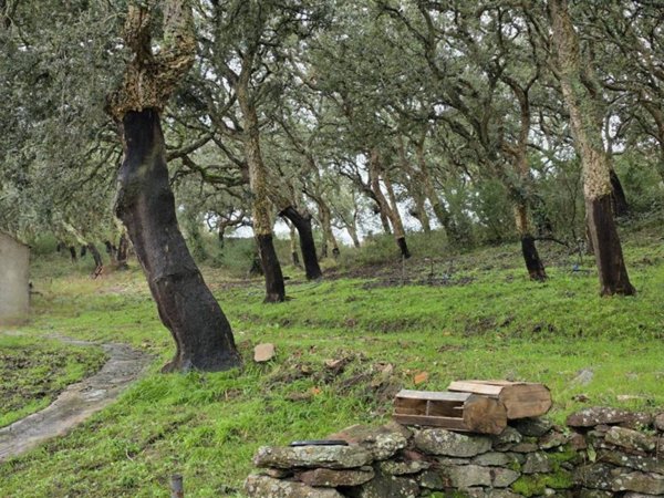 casa indipendente in vendita a Villanova Monteleone