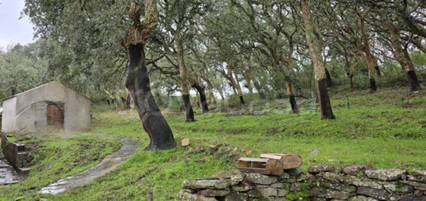 casa indipendente in vendita a Villanova Monteleone