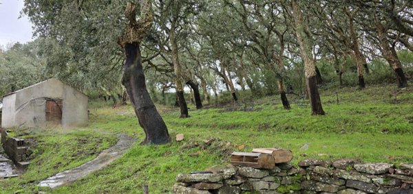 appartamento in vendita a Villanova Monteleone