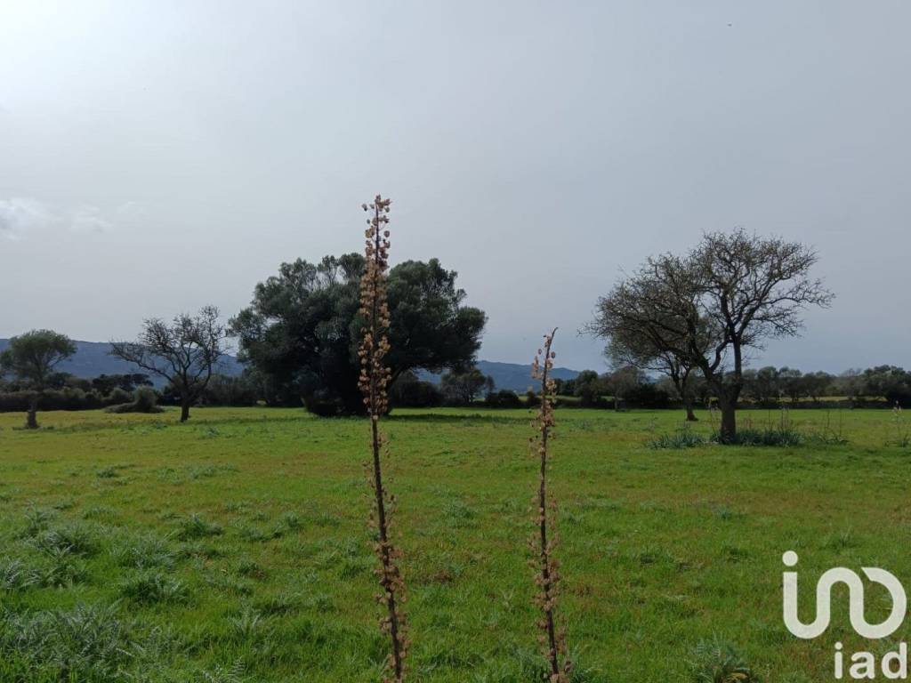 terreno agricolo in vendita a Telti