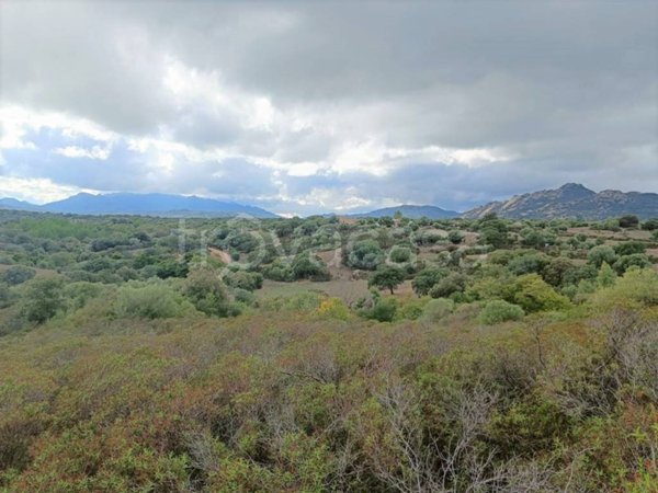 terreno agricolo in vendita a Telti