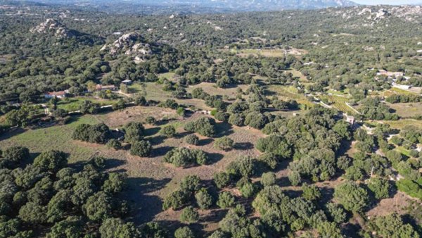 terreno agricolo in vendita a Telti