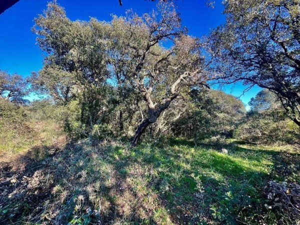 terreno agricolo in vendita a Telti