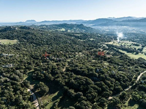 terreno agricolo in vendita a Telti
