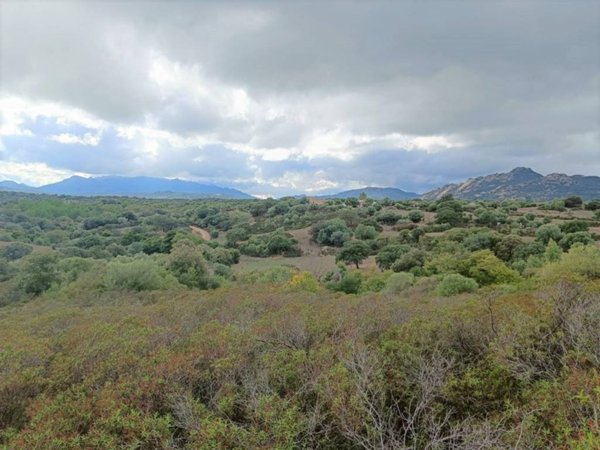 terreno agricolo in vendita a Telti