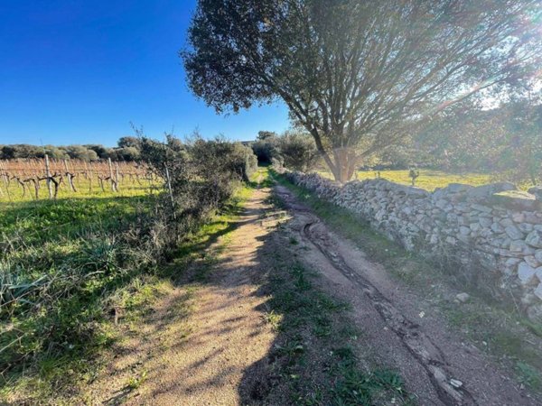 terreno agricolo in vendita a Telti